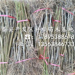 曙光油桃樹苗 種植技術、市場報價與咨詢服務指南