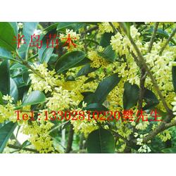 桂花飄香，家園添彩——半島苗木園藝綠化桂花樹苗種植技術全解析