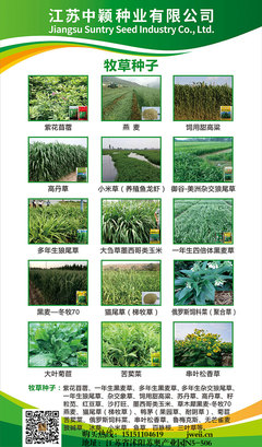 深耕苗木種植，專業(yè)咨詢服務助力綠色產(chǎn)業(yè)發(fā)展