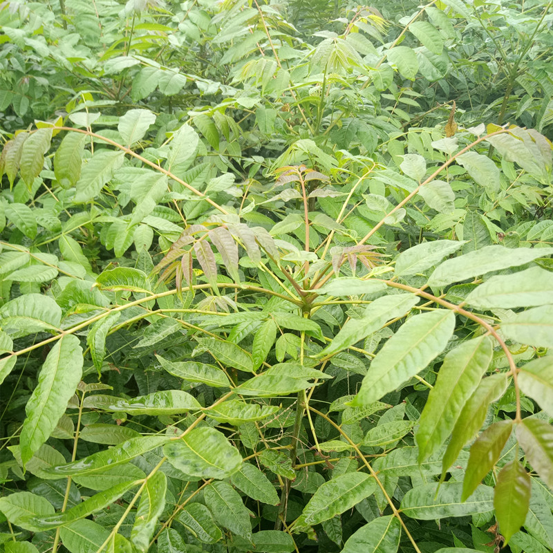 香椿苗求購指南 基地價格參考與高效種植技術解析