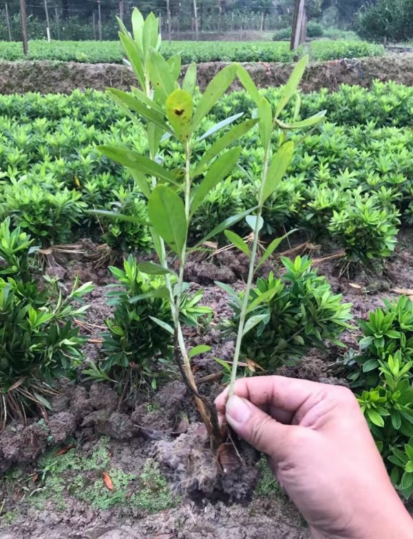 潢川毛鵑苗出售 優質苗木，專業種植技術一站式服務